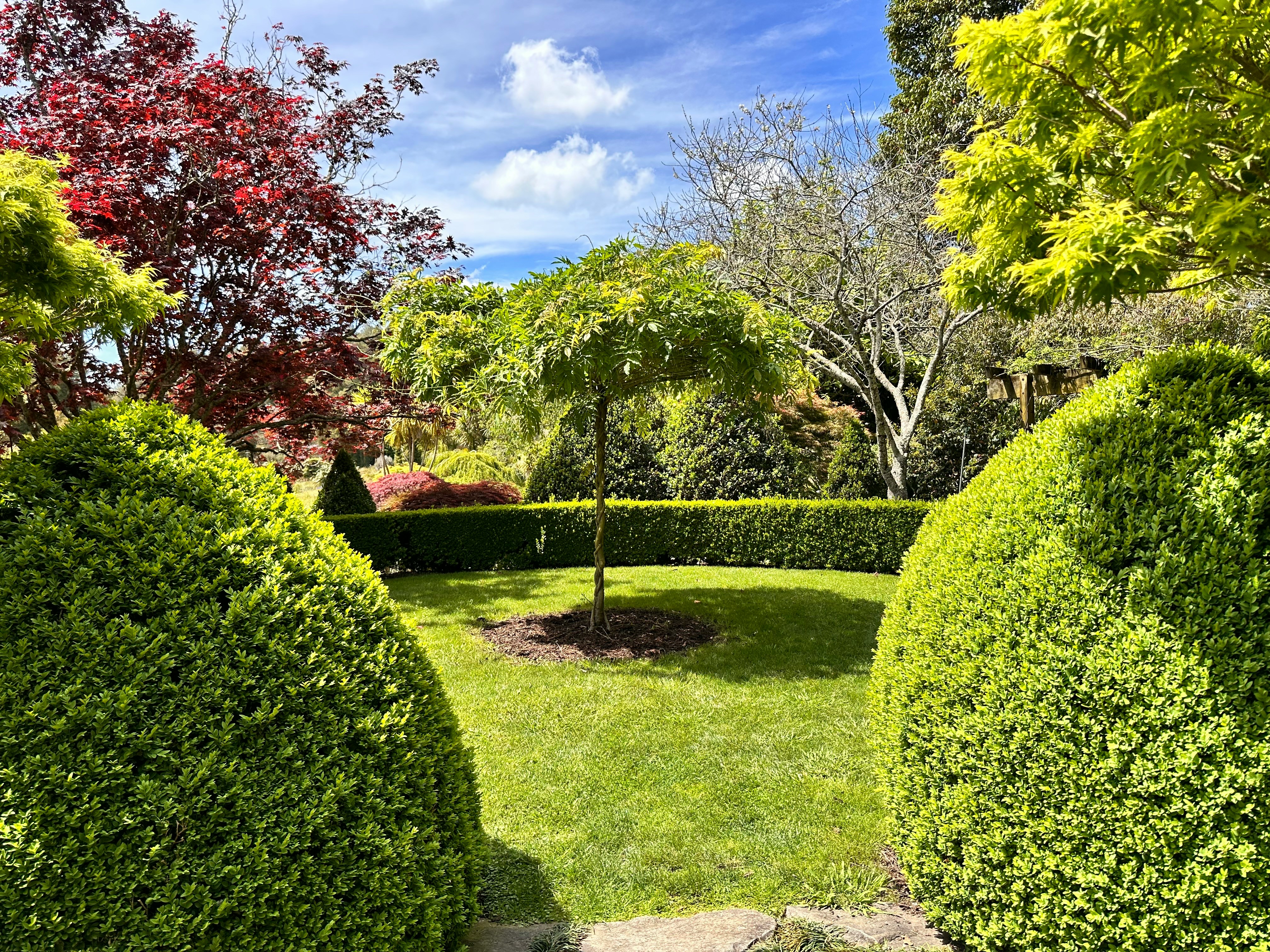 Professionally shaped hedges and topiaries in a residential yard
