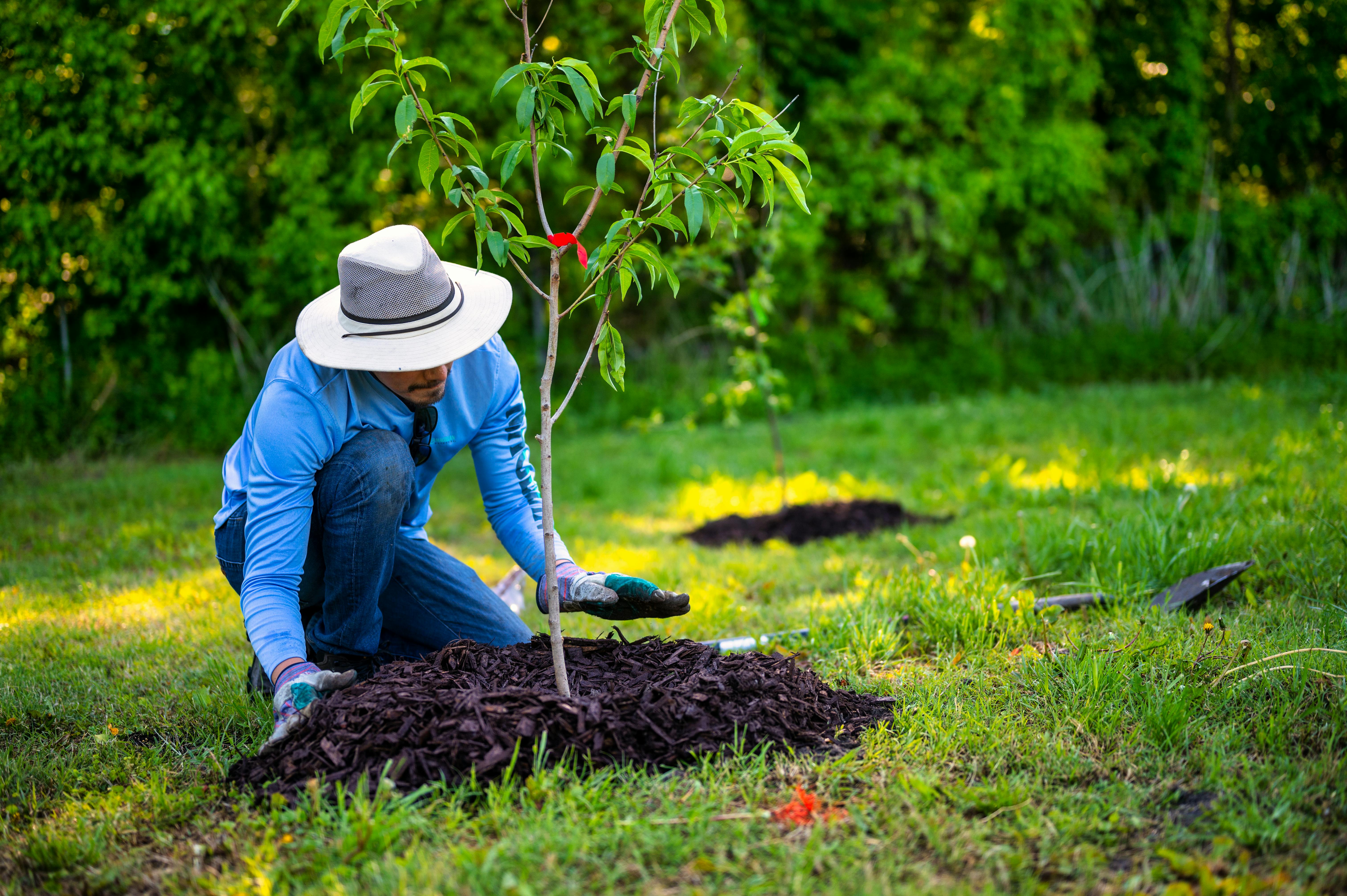 Landscaper mulching around a tree in a residential yard