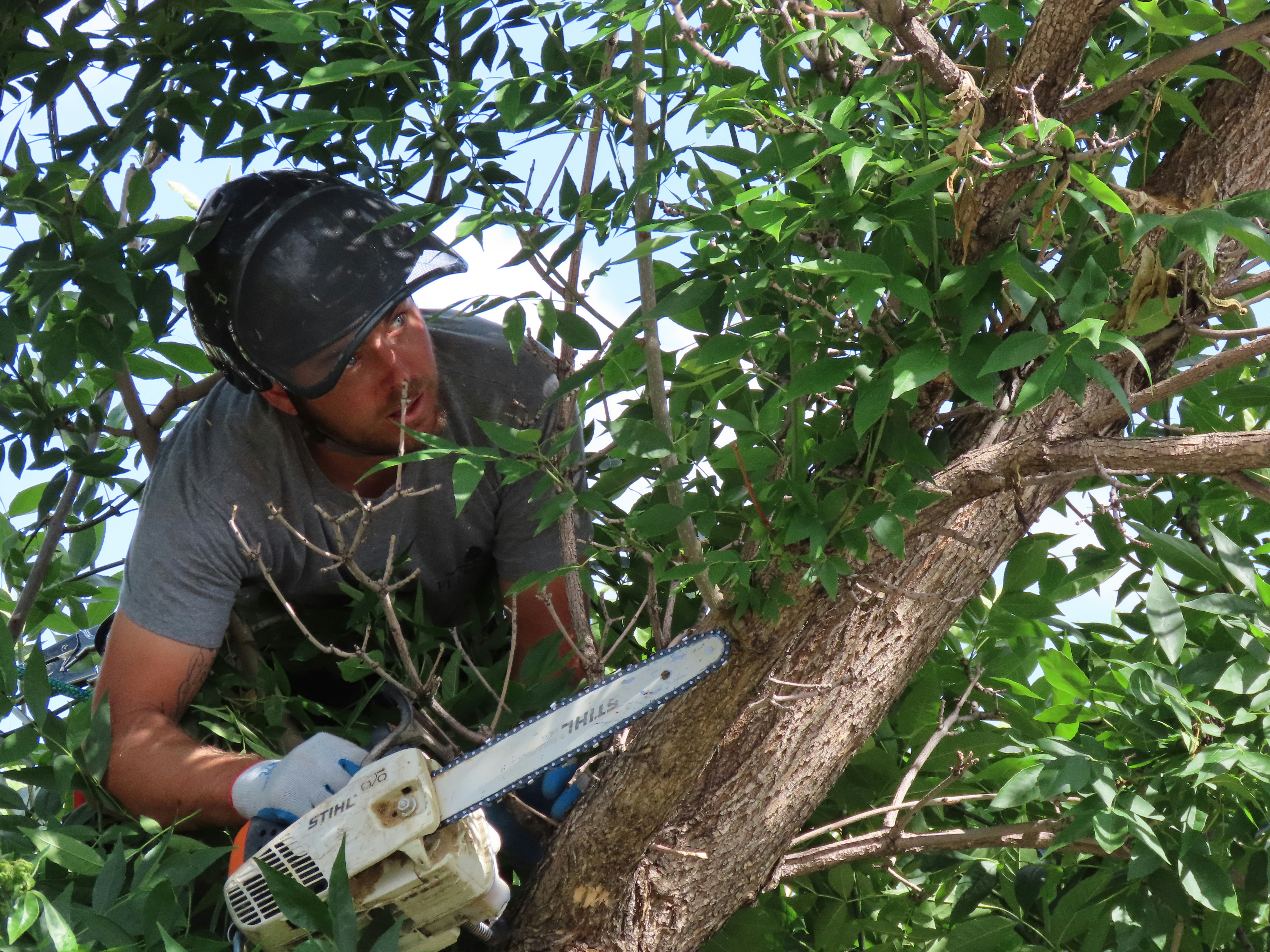 Worker trimming branches with a chainsaw up in a tree